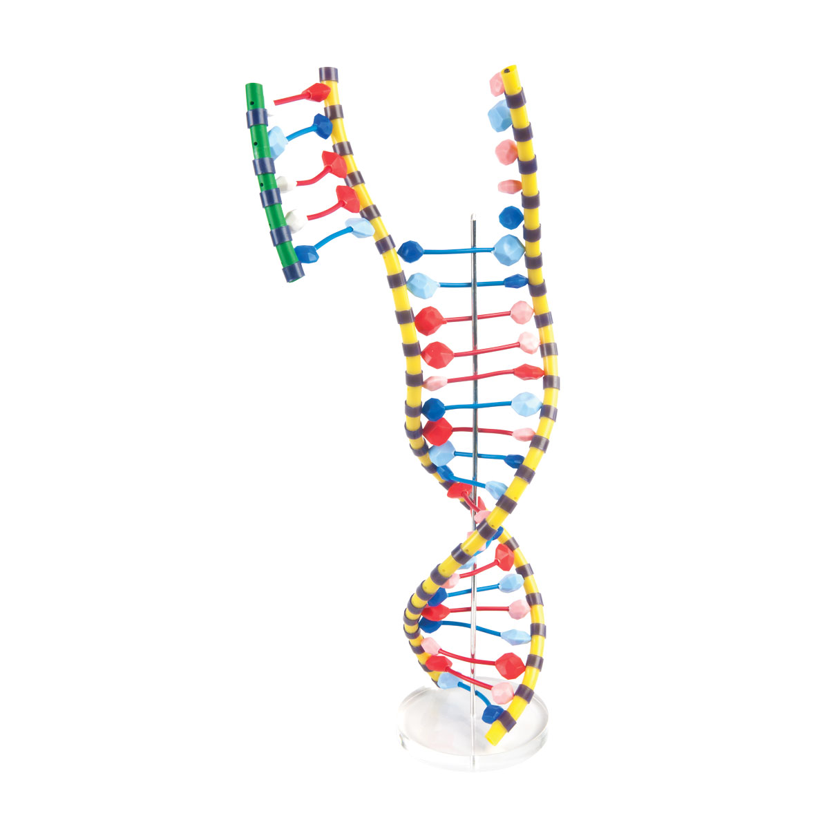 3B Scientific - 3B Scientific Natural Sciences Catalog - Spanish - Modelo  de ADN de doble hêlice