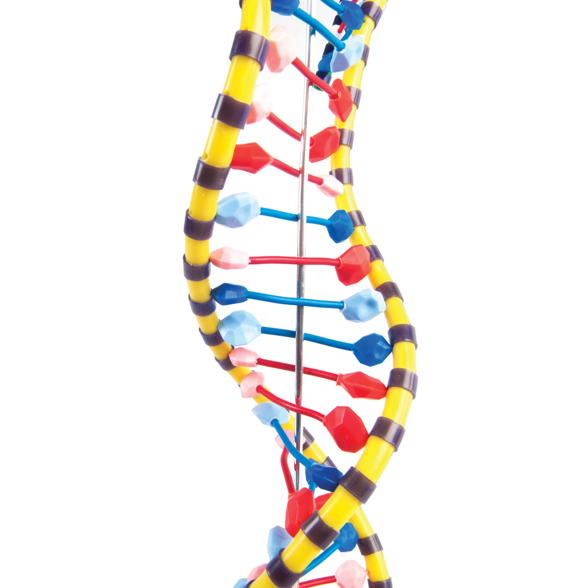 Modelo de ADN de doble hêlice - 1005128 - W19205 - Constitución y Función  del ADN - 3B Scientific
