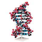 Ten layer DNA model, 1020358 [W19755], DNA的结构和功能