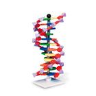 Набор «Модель двойной спирали ДНК, miniDNA®», 12 сегментов, 1005298 [W19763], Модели ДНК