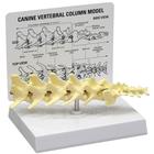modelo de columna vertebral canina de 5 piezas, 1019581 [W33353], Osteología