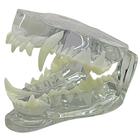 Canine Jaw Model-Clear, 1019592 [W33361], 口腔