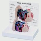 Feline Heart And Lung Model, 1019584 [W33375], 动物病