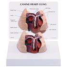 Canine Heart and Lung Model, 1019586 [W33376], 动物病