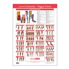 Trigger Point Chart Lower Extremity, W41172LE, Terapia de libros y software