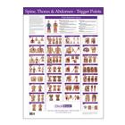 Trigger Point Chart Spine, Thorax and Abdomen, W41172ST, Acupuncture