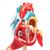 Cœur « Heart of America™ », agrandi 2 fois, 1005529 [W42504], Modèles cœur et circulation (Small)