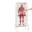 Набор прозрачных анатомических плакатов "Человек", 1005548 [W42532], Плакаты по кардиоваскулярной системе