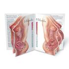 Présentoir de La vie in utero « Avec l’enfant », 1018275 [W43076], Pregnancy and Childbirth Education