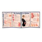 Conception to Birth - The Journey of a Lifetime Folding Display, 3004695 [W43151], Educación para la salud