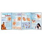 Stages of Labor Folding Display, 3004698 [W43155], Pregnancy and Childbirth Education