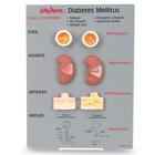 Diabetes Mellitus Teaching Kit, 1020039 [W44766], Educación para la salud