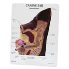 Canine Ear Model - Normal / Infected, 1019593 [W47850], 动物病