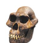 Bone Clones® Australopithecus afarensis Skull, W59305, Evolution