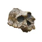 Bone Clones® Australopithecus boisei Skull, W59306, Evolution