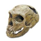 Bone Clones® Homo neanderthaliens Skull, W59307, Evolución