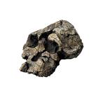 Bone Clones® Kenyanthropus platyops Skull, W59308, Modelos de Cráneos Humanos