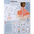 Strengthening the Shoulder Joint Chart - Unlaminated, W59507, Músculo
