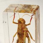 Grasshopper
Catantops splendens, W59564, Inclusions