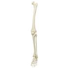 Левая нога для скелетов, белая, 1020642 [XA011], Дополнительная комплектация