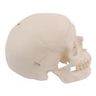 Целый череп, белый с отверстием для скелетов, 1020653 [XA022], Дополнительная комплектация
