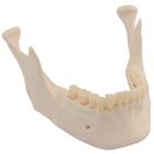 Сменная нижняя челюсть с зубами к моделям скелетов, 1020655 [XA024], Дополнительная комплектация